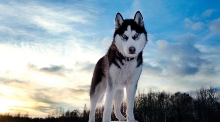 La crypto-monnaie HUSKYX s'envole de 34 368 % en deux jours