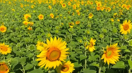 Une vidéo montre de près comment les plantes "respirent".