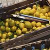 La mafia aime les citrons : les premières captures d'écran de Mafia : The Old Country ont été publiées-11 La mafia aime les citrons : les premières captures d'écran de Mafia : The Old Country ont été publiées-11