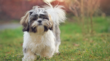 Le mème de crypto-monnaie Shih Tzu a augmenté de 847 800% en quelques minutes
