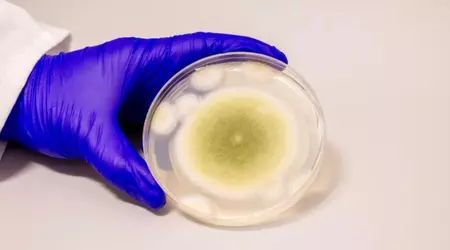 Le champignon accusé des mystérieuses morts d’archéologues est finalement un remède contre la leucémie