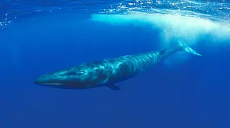 Le Japon autorise la chasse aux poissons menacés d'extinction