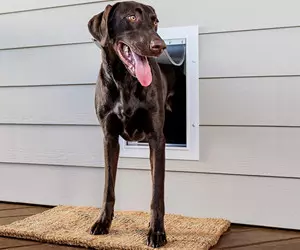 PetSafe New Wall Entry Dog and ...