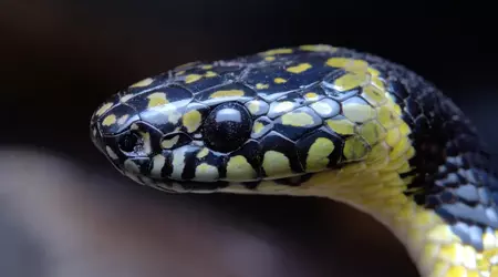 Des scientifiques filment un serpent-loup rare au Tibet