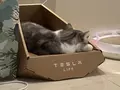 post_big/Teslas_Cat_Bed__.jpg