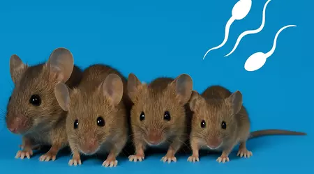Souris sans mère : des scientifiques ont créé des souris en santé à partir de deux spermatozoïdes