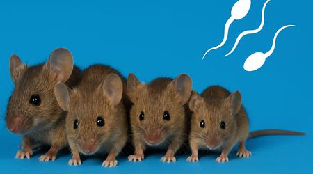 Souris sans mère : des scientifiques ont créé des souris en santé à partir de deux spermatozoïdes