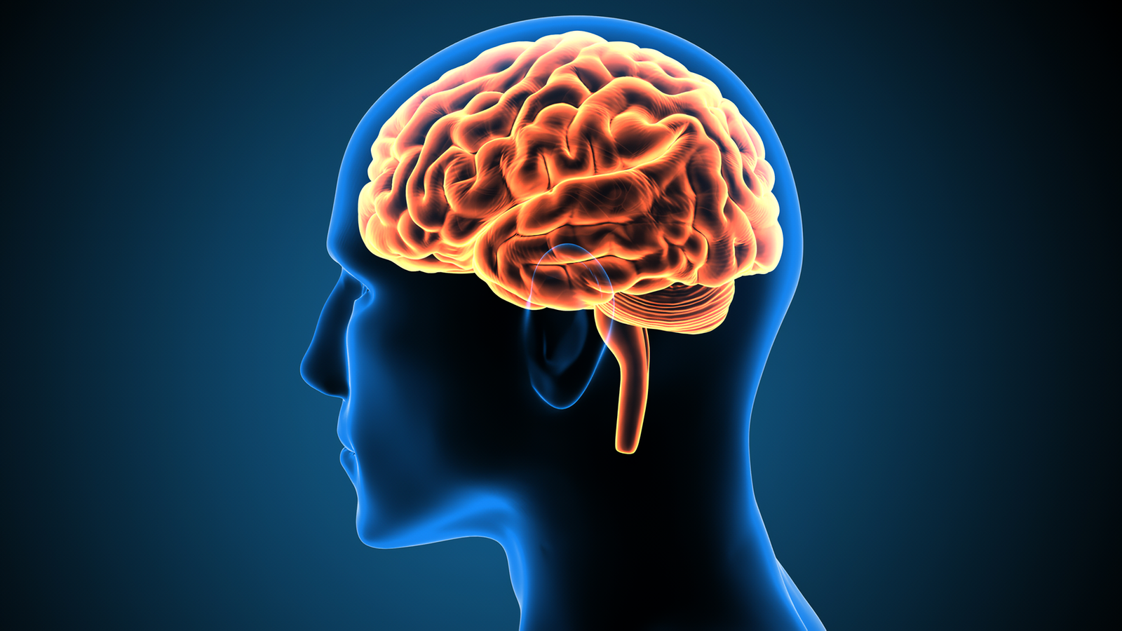 Des scientifiques ont découvert comment le cerveau humain stocke les souvenirs à long terme. Des scientifiques ont découvert comment le cerveau humain stocke les souvenirs à long terme.