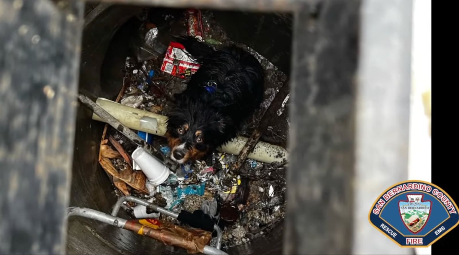 L'AirTag d'Apple a permis de sauver un chien emporté par les eaux de pluie L'AirTag d'Apple a permis de sauver un chien emporté par les eaux de pluie
