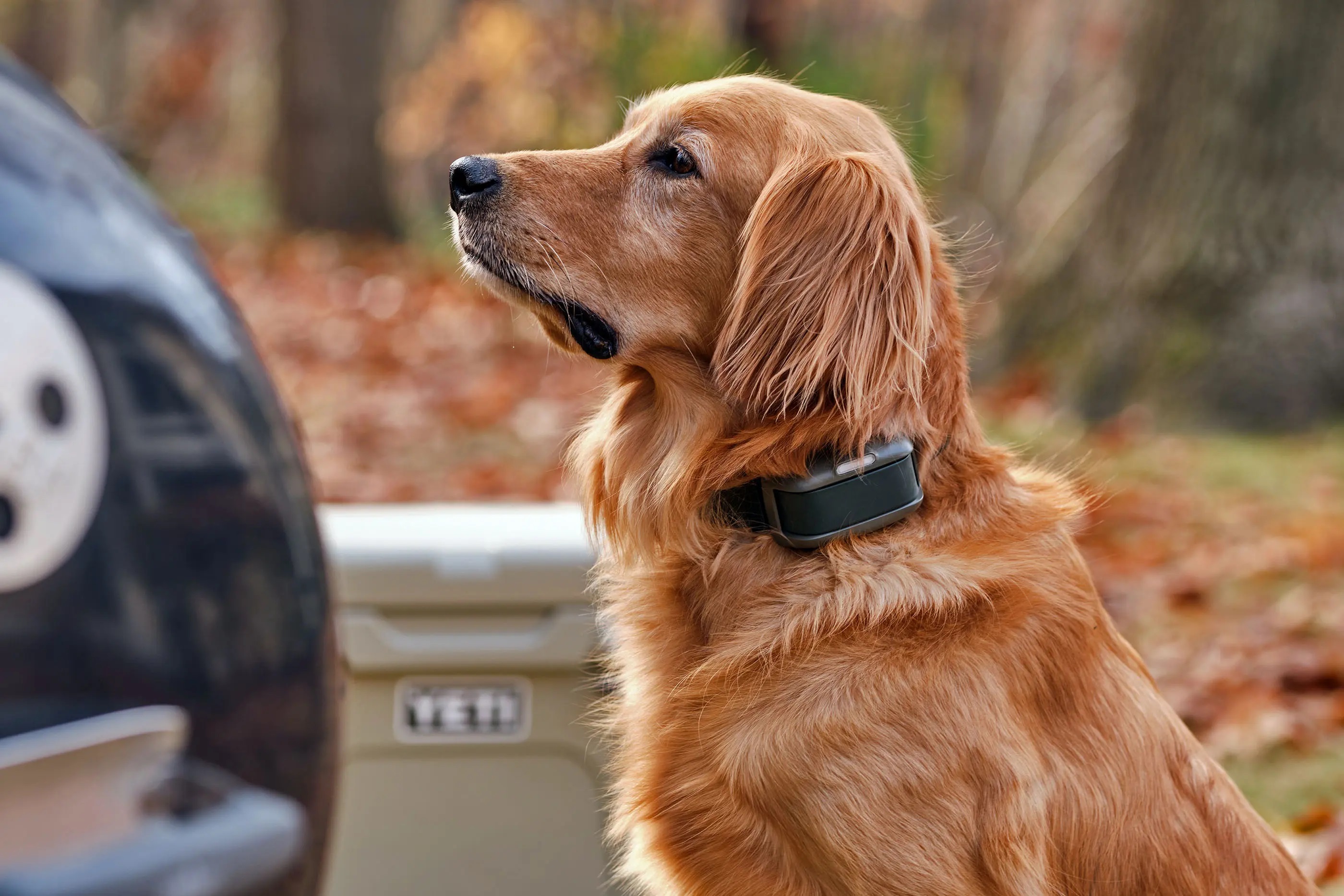 La première laisse virtuelle pour chien au monde a été dévoilée. Mais les défenseurs des droits des animaux n'apprécieront pas La première laisse virtuelle pour chien au monde a été dévoilée. Mais les défenseurs des droits des animaux n'apprécieront pas