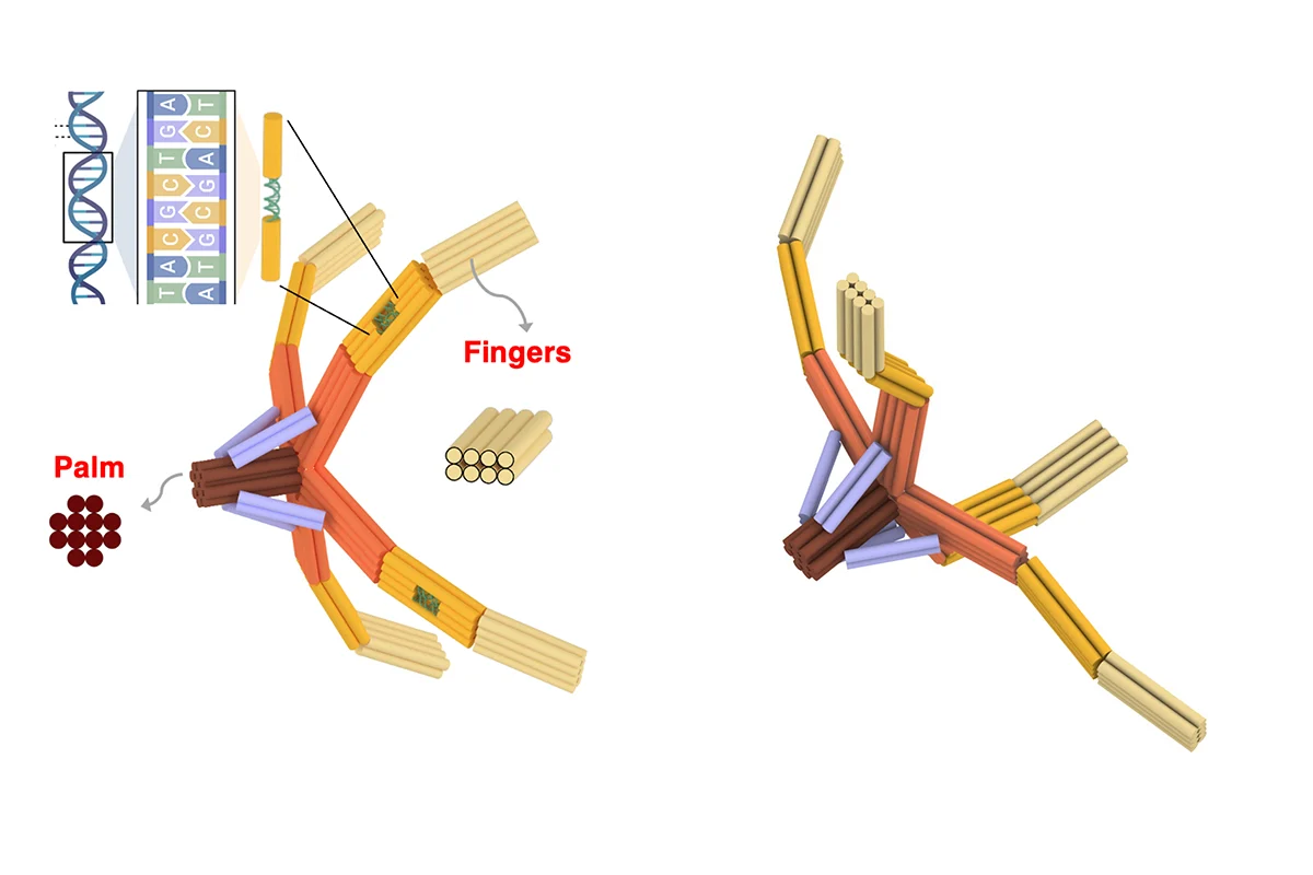 NanoGripper Le bras NanoGripper et ses composants